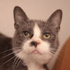 adoptable Cat in , PA named Monica