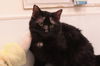 adoptable Cat in  named Sid