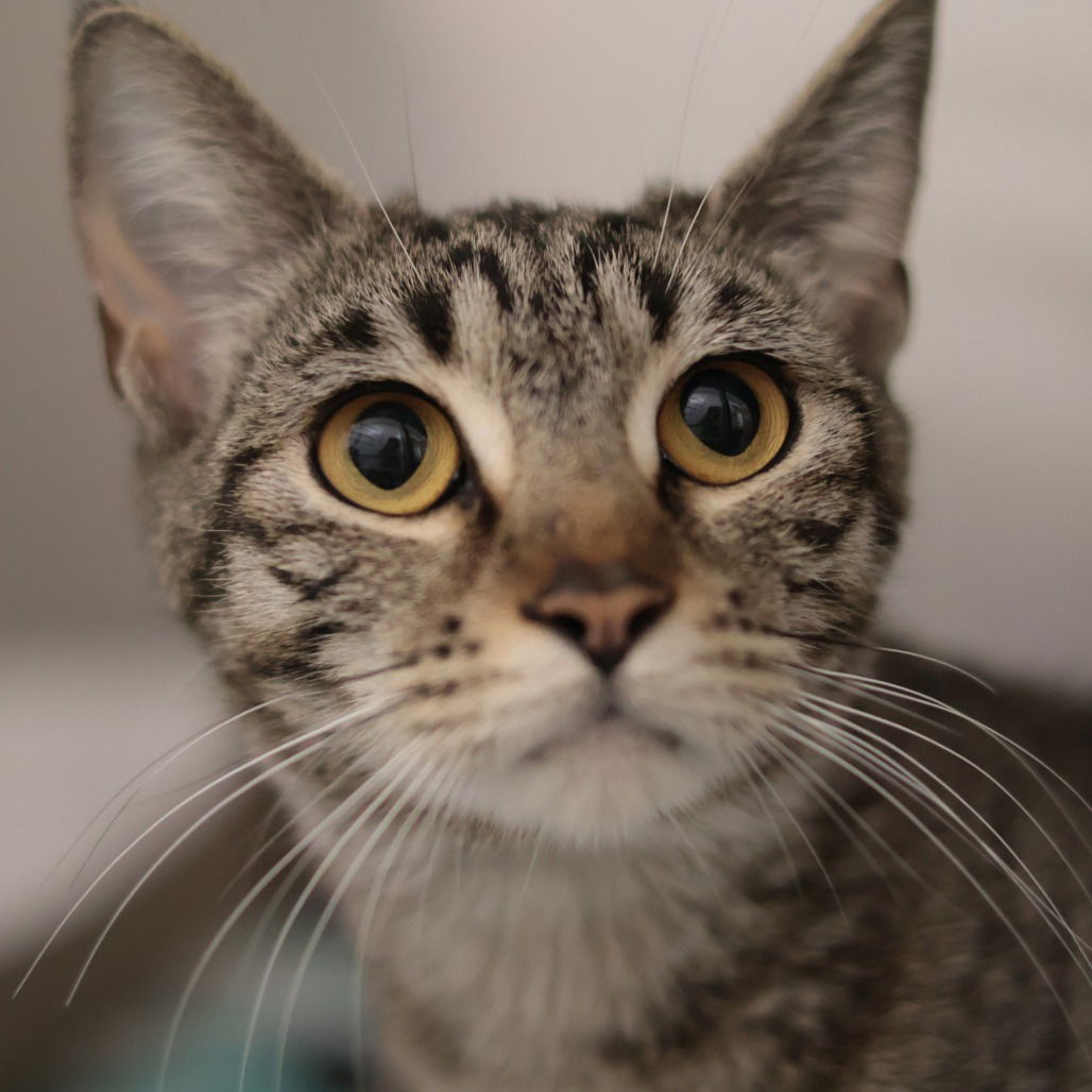 adoptable Cat in Philadelphia, PA named Barca