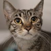 adoptable Cat in , PA named Barca