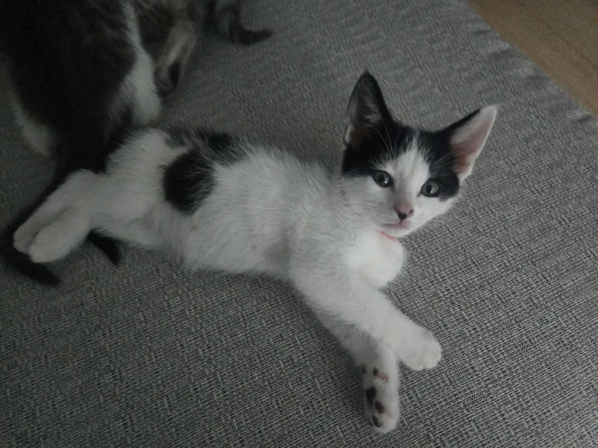 adoptable Cat in Philadelphia, PA named Hank & Duke *Bonded Pair*