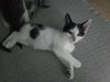 adoptable Cat in , PA named Hank & Duke *Bonded Pair*