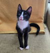 adoptable Cat in , PA named Rosie