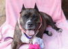 adoptable Dog in  named Barbie Dreamhouse