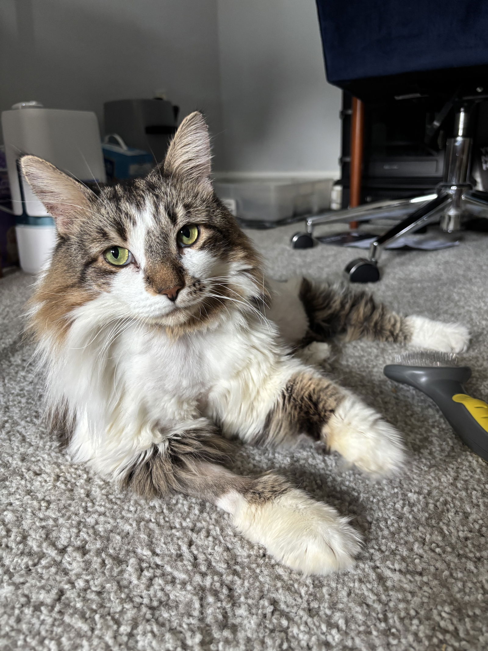 adoptable Cat in Philadelphia, PA named Lady Bandita