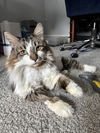 adoptable Cat in , PA named Lady Bandita