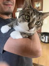 adoptable Cat in , PA named Maurice
