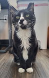 adoptable Cat in  named Chip