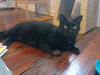 adoptable Cat in , PA named Morticia