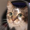 adoptable Cat in  named Becca