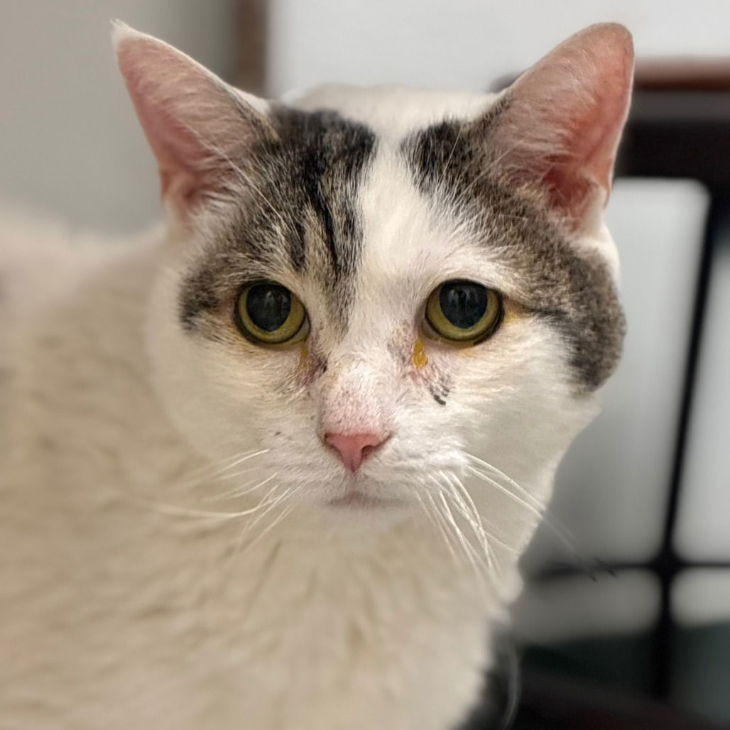 adoptable Cat in Philadelphia, PA named Rocky