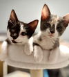 adoptable Cat in  named Hops and Scotch - Bonded Pair