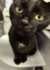 adoptable Cat in  named Torti