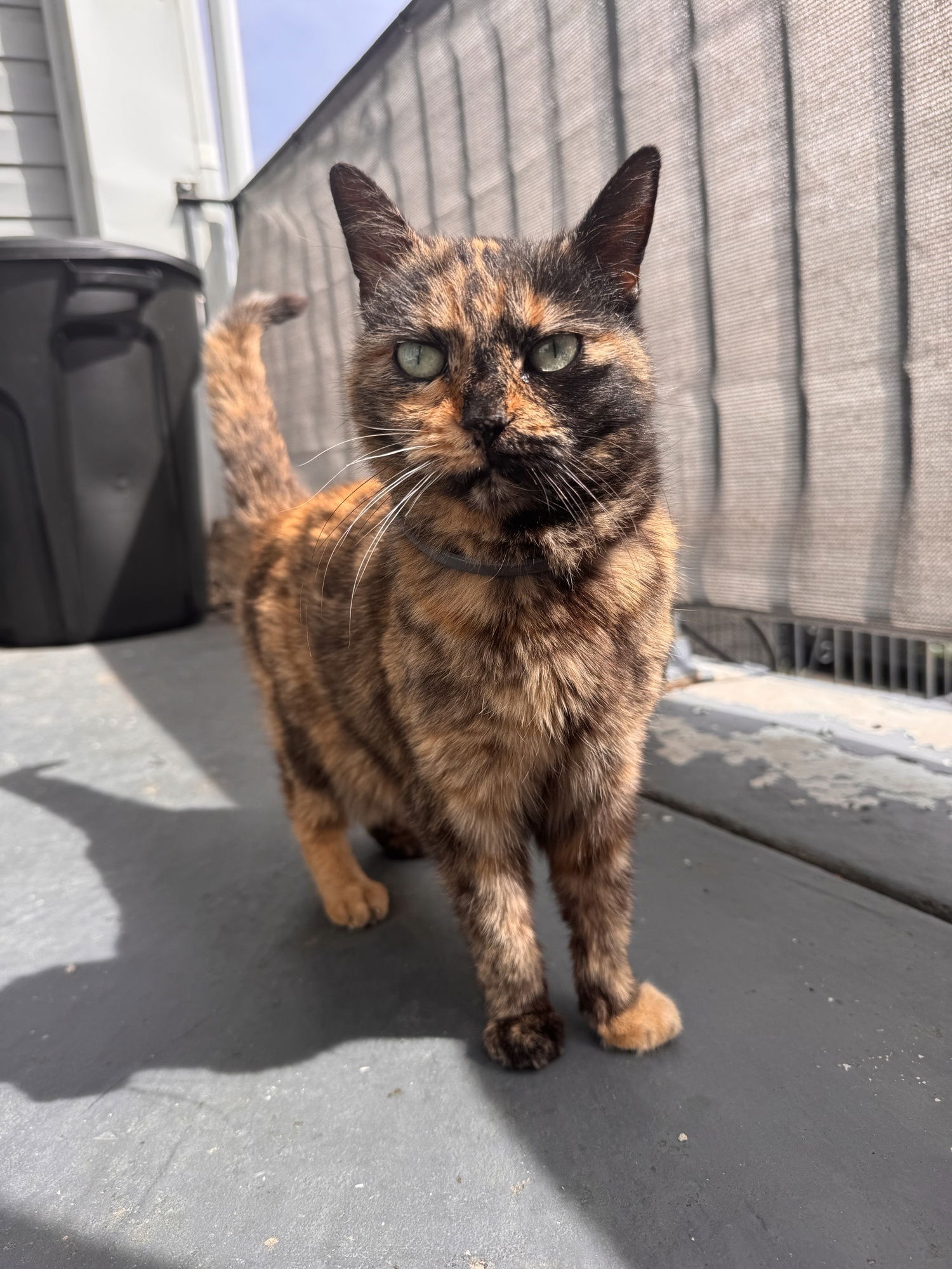 adoptable Cat in Philadelphia, PA named Torti