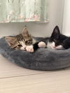 adoptable Cat in , PA named Bindi & Irwin