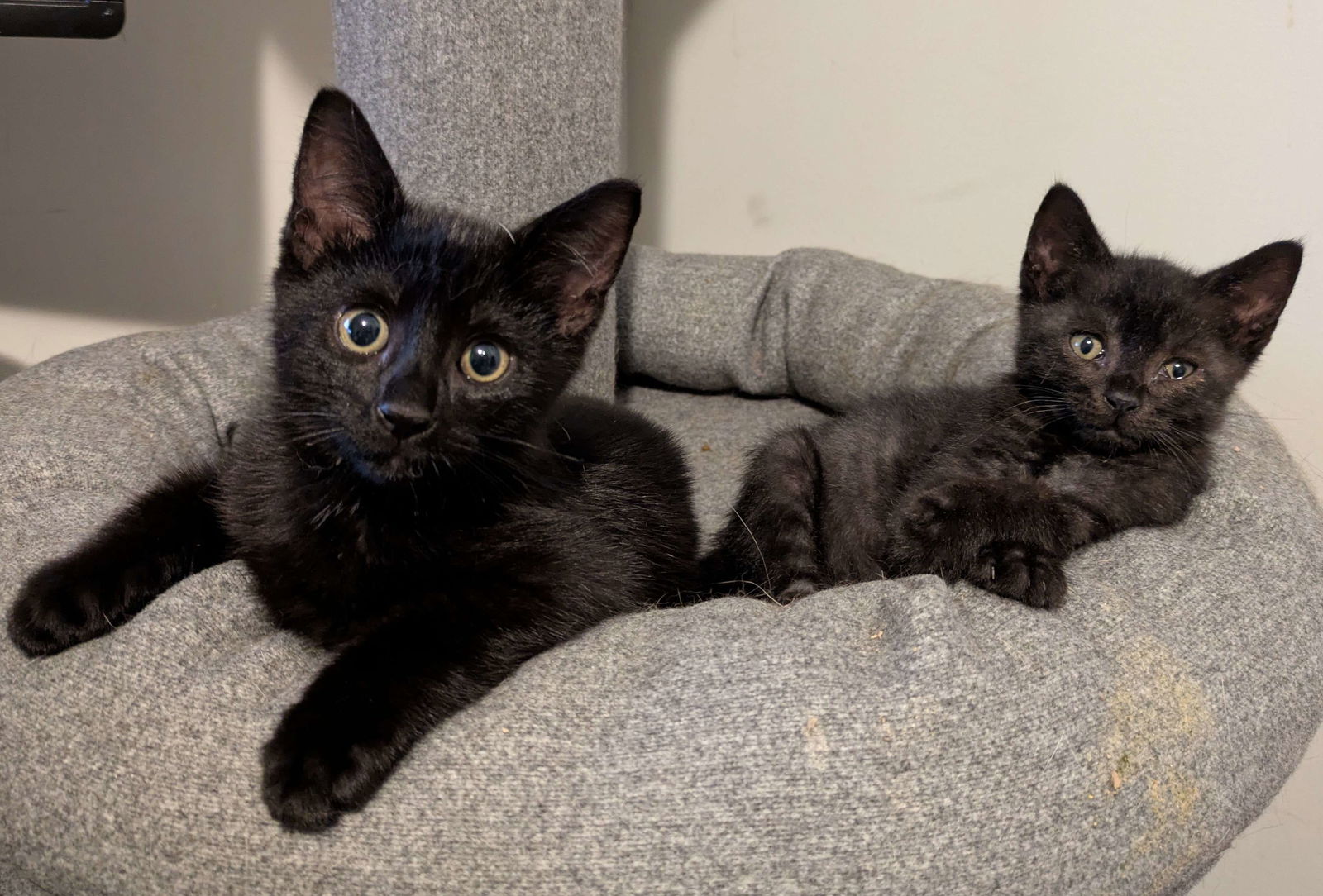adoptable Cat in Philadelphia, PA named Mop & Buckets