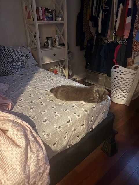 adoptable Cat in Philadelphia, PA named Jasper