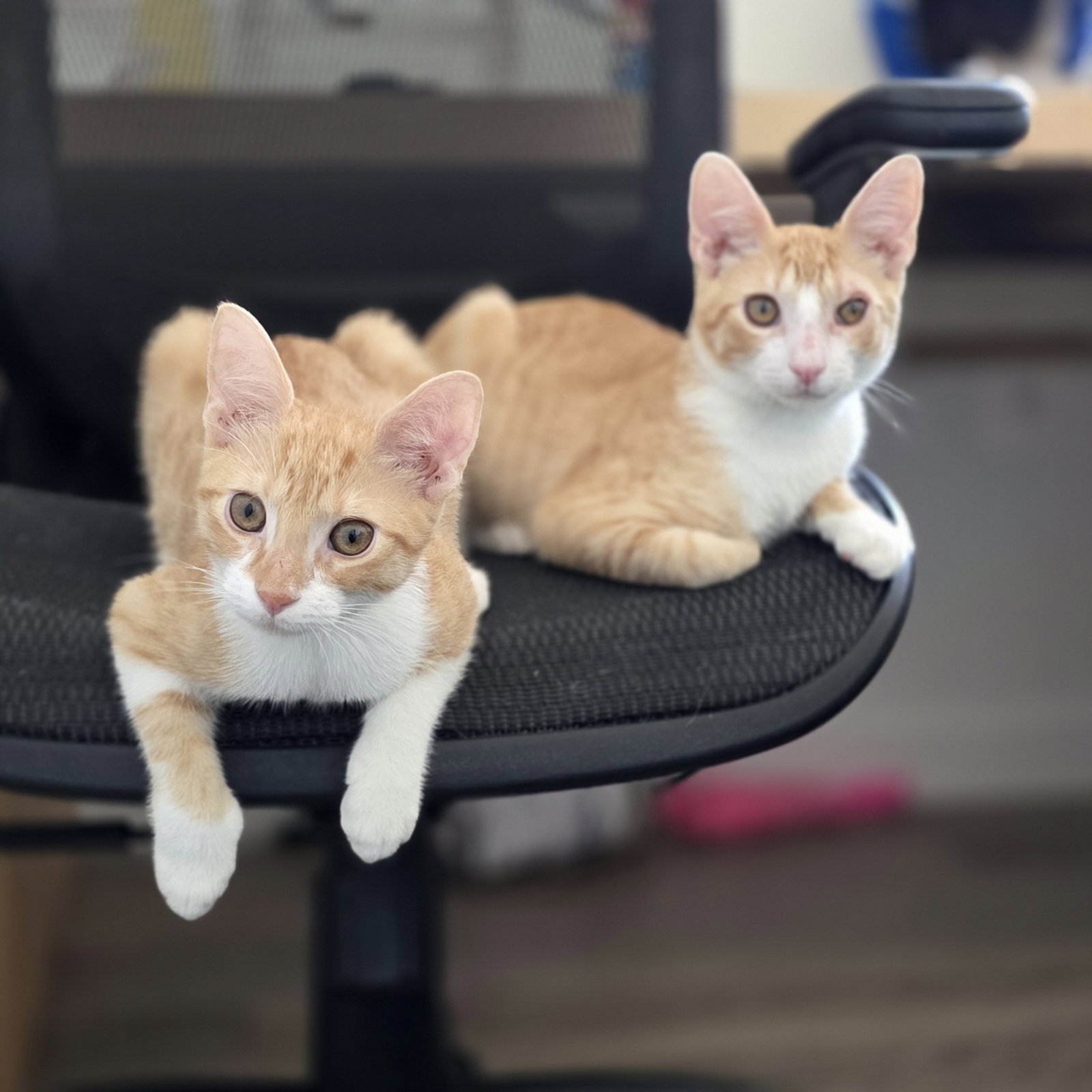 Jambalaya and Andouille *bonded pair*
