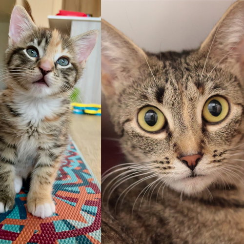Adorable Paulia & Polka Dot *Bonded Pair*