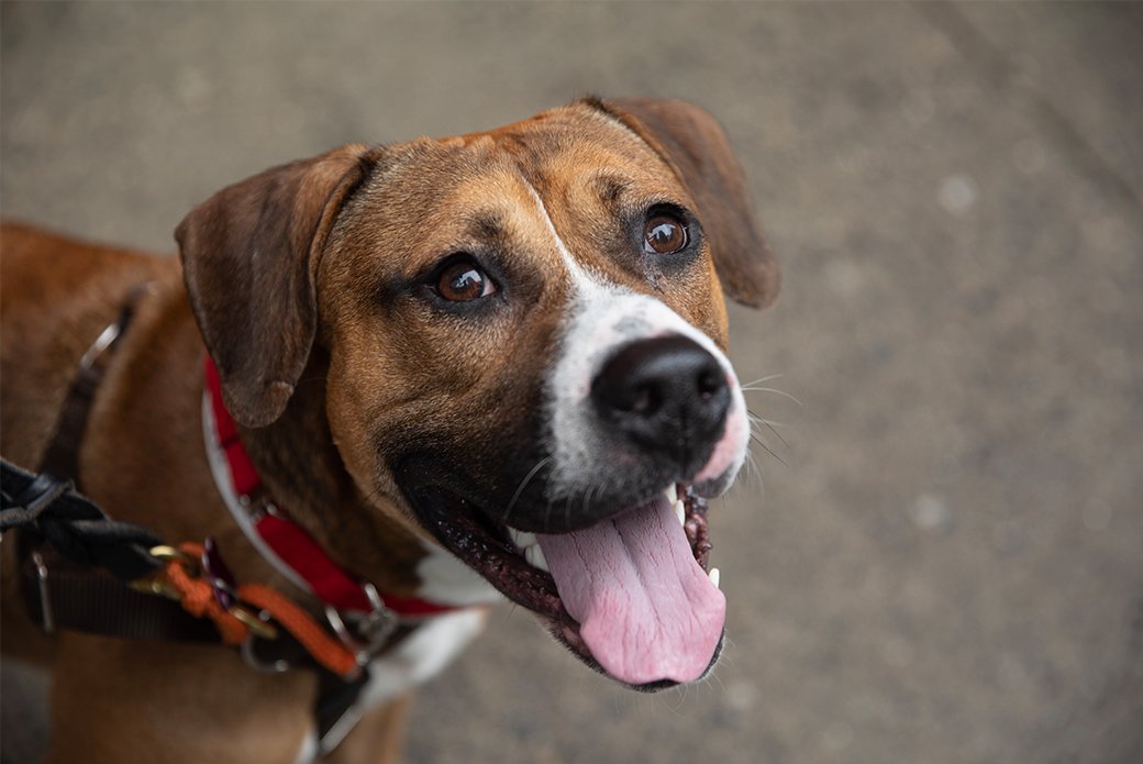 adoptable Dog in New York, NY named George