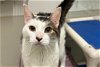 adoptable Cat in york, NE named Yellowstone