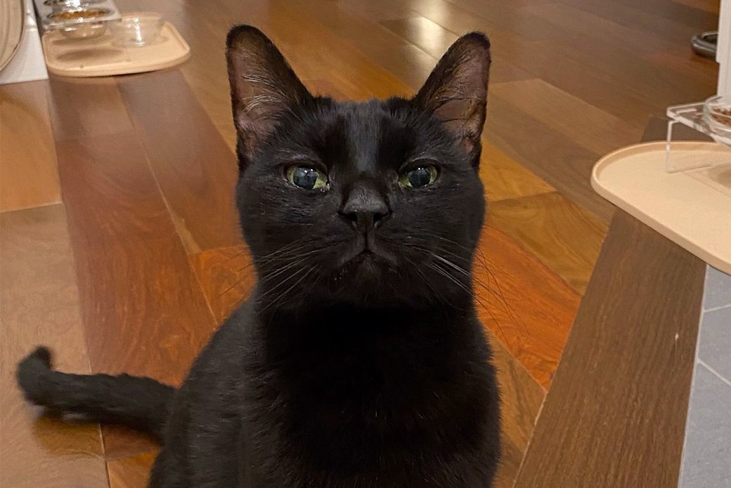 adoptable Cat in New York, NY named Azure