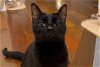 adoptable Cat in new york, NY named Azure