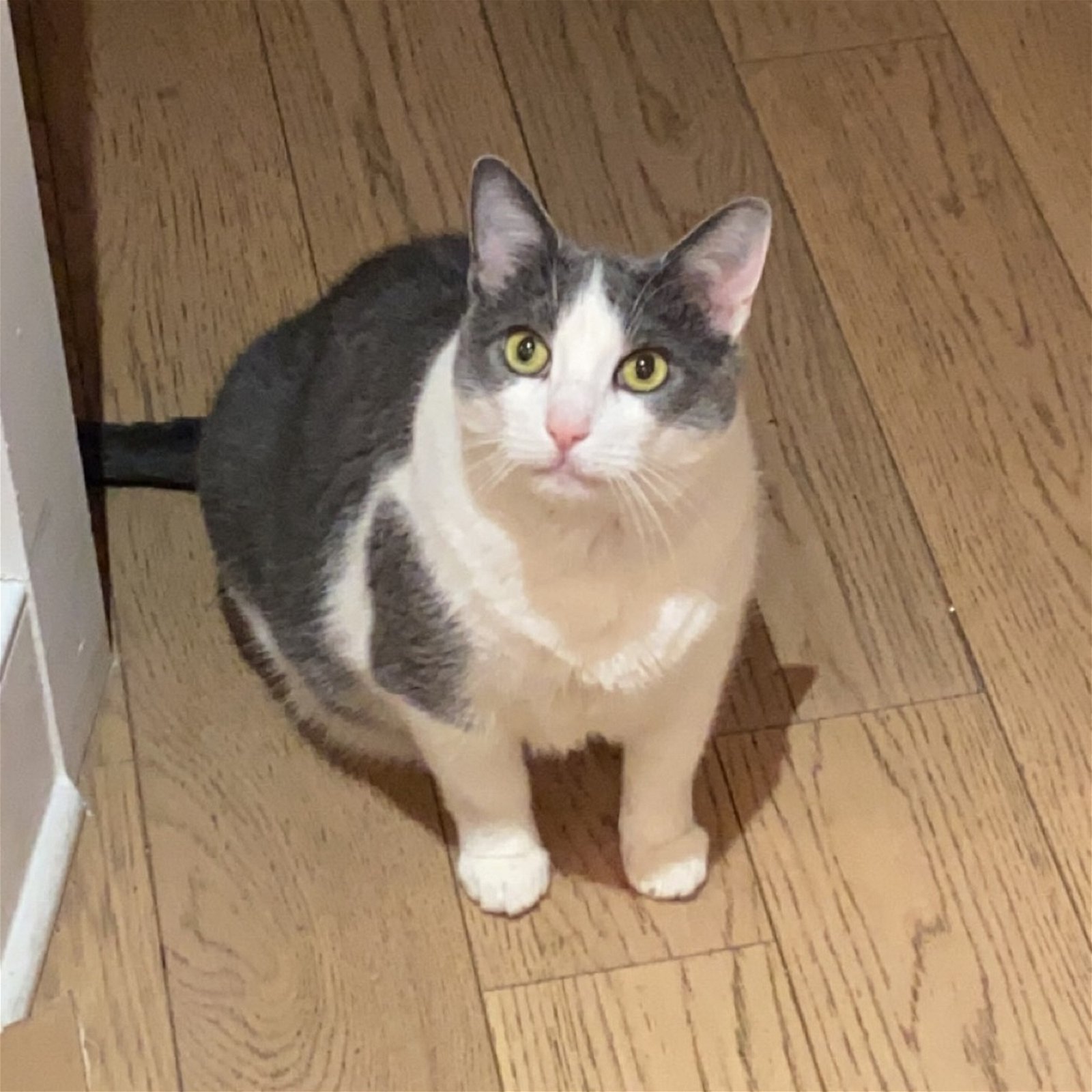 adoptable Cat in New York, NY named Enero