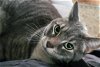 adoptable Cat in york, NE named Bishop