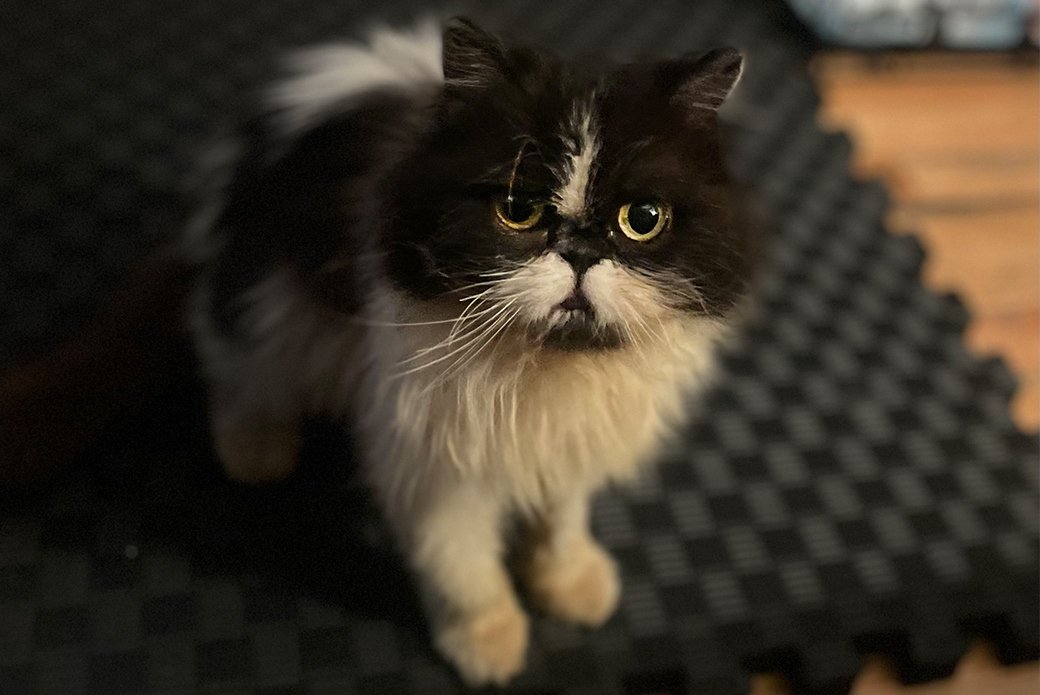 adoptable Cat in New York, NY named Gazpacho