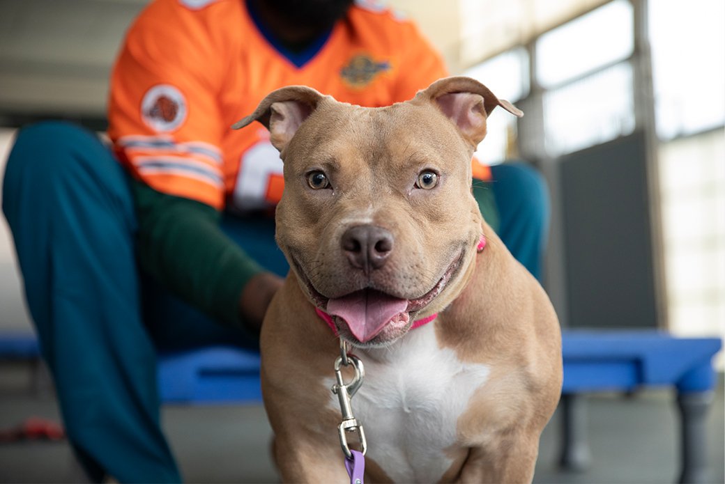 adoptable Dog in New York, NY named Mayflower