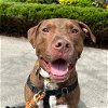 adoptable Dog in york, NE named Saturn
