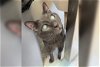adoptable Cat in york, NE named Chichi