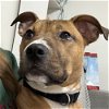 adoptable Dog in york, NY named Billie
