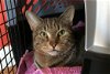 adoptable Cat in york, NY named Dash