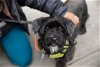 adoptable Dog in york, NE named Warthog