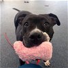 adoptable Dog in york, NE named Tally