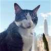 adoptable Cat in york, NE named Waldorf