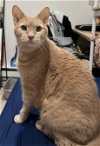 adoptable Cat in york, NE named Williamson