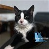 adoptable Cat in york, NE named Cruise