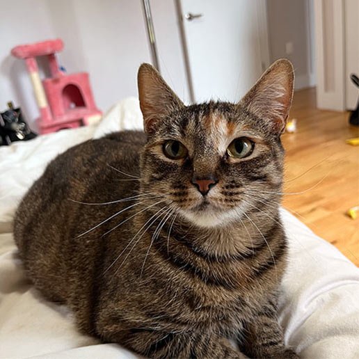 adoptable Cat in New York, NY named Fluffernutter