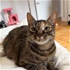 adoptable Cat in , NY named Fluffernutter