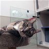 adoptable Cat in york, NE named Chloe
