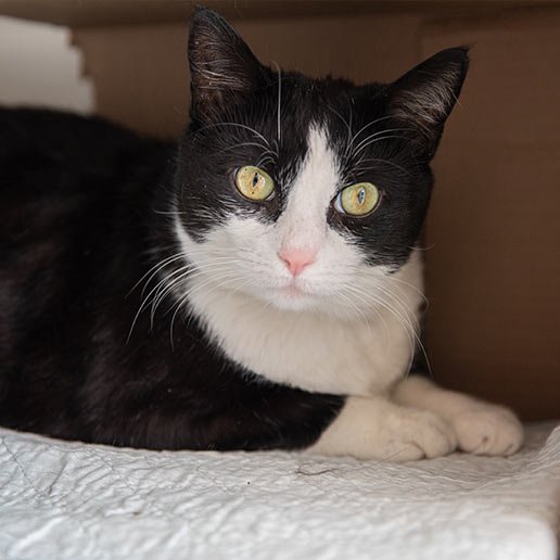 adoptable Cat in New York, NY named Uriel