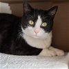adoptable Cat in york, NE named Uriel