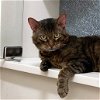 adoptable Cat in york, NE named Torta