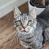 adoptable Cat in New York, NY named Fred