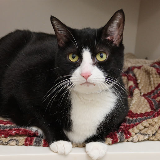 adoptable Cat in New York, NY named Precious