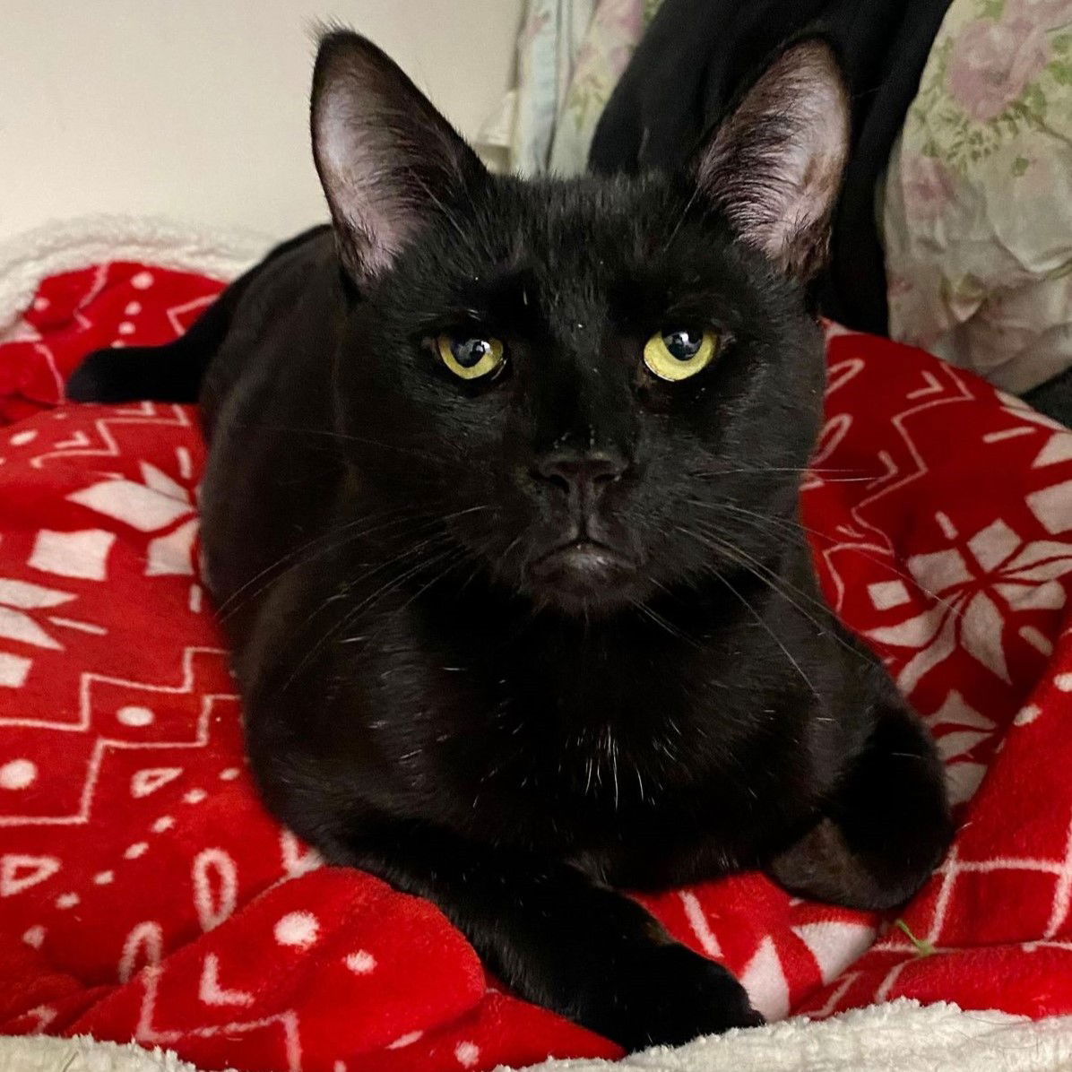 adoptable Cat in New York, NY named Doc