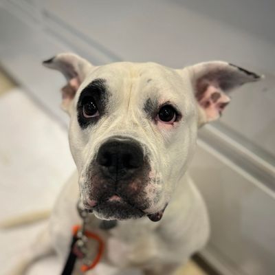 adoptable Dog in New York, NY named Polka